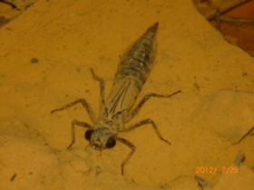 �˸�����