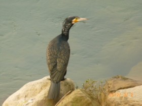 ��(����)