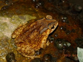 �²�����