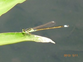 �C�����e